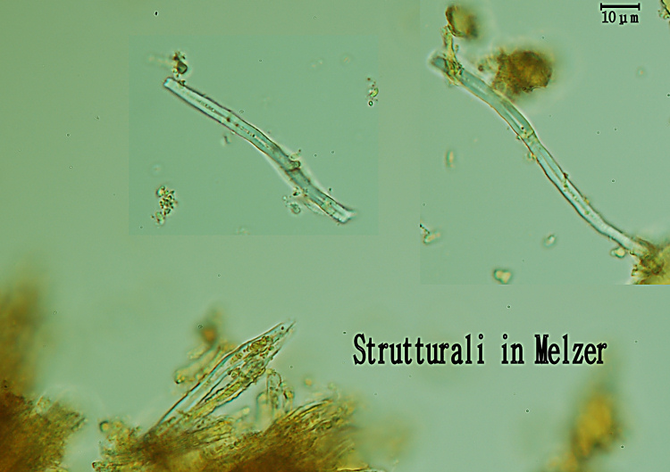 E'' sempre la solita Schizopora paradoxa?-foto8650 (Antrodia)